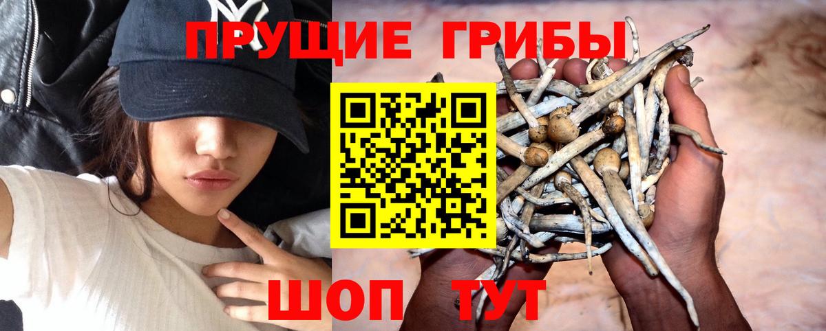 Подольск  Псилоцибиновые грибы Magic Shrooms  Вход с VPN 